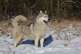 SIBERIAN HUSKY 749